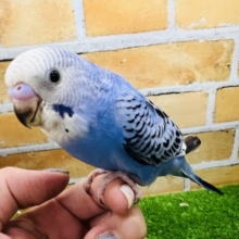 甘えん坊に成長中♡セキセイインコ（ブルーオパーリン）