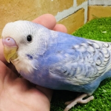 爽やかフェイス♪セキセイインコのブルースパングル