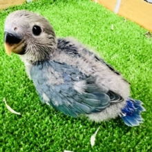画像更新⭐︎パッチリお目目❤コザクラインコのヒナ(ブルーチェリー)入荷しました❤