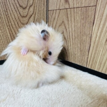 とにかく元気いっぱい！サテンハムスター(男の子)