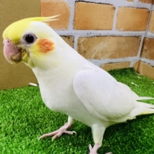 画像更新☆感情表現豊か♡①オカメインコ（ルチノー）