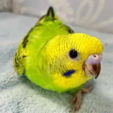 ✨最新画像✨きらきらキウイが輝かC〜😝🥝セキセイインコ(オパーリン2024年10月生まれ)