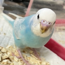 ✨最新画像✨ホワイトサイダー！タピeyeちゃん🧋セキセイインコ(ブルースパングル2024年9月生まれ)