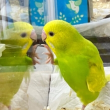 ✨最新画像✨黄色味強みっ💛ྀི好奇心あふれるぅ𖤐ﾐセキセイインコ(スパングル2024年9月生まれ)