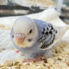 ✨最新画像✨モチきゅるなヨーグルトっ🫐🥣✩.*˚セキセイインコ(パイド2024年9月生まれ)