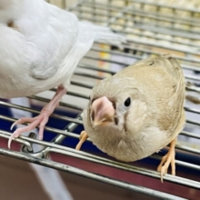 画像更新☆立派になったよ✨キンカチョウのヒナ(シナモン)入荷しました❤