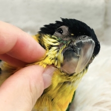 【最新画像更新🪄】心が通じあったらメロメロです♡ズグロシロハラインコ ヒナ