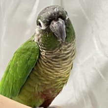 🌟年末フェア対象🌟✨最新画像✨ミドリのツバサの甘えんぼ〜💕ホオミドリウロコインコ（ノーマル）　2022年4月生まれ