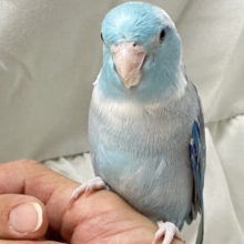 ✨最新画像✨これなに？カミカミ？好奇心💕マメルリハ(ブルーパイド2024年5月生まれ)