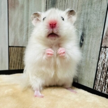 最新画像更新♡ふわふわすぎる❕🎀サテンハムスター(男の子)