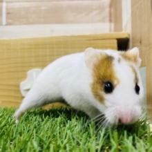 最新画像有ります🌟レア⁉️私だけの特別なカラー✨ゴールデンハムスターの女の子🐹