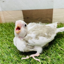 優しいお色でびゅ〜てぃふぉ〜✨オカメインコのホワイトフェイスシナモンパイド！！