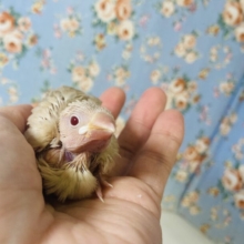 溢れる愛おしさ❤︎*ˊᵕˋ シナモン文鳥のヒナちゃん入舎です🔆