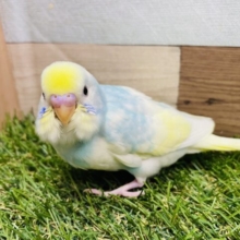 最新画像あります✨ほわっと染まるブルーがｶﾜｲｲ🩵セキセイインコ（パステルレインボーパイド）🌈