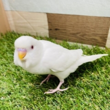 最新画像あります⭐️まっちろ可愛いアカメちゃん❤️セキセイインコのアルビノ！！
