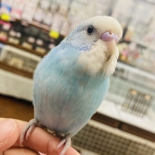 懐こく陽気♩˶ˆ꒳ˆ˵ とってもキレイなスカイブルー🩵手乗りセキセイインコさん🪽✨