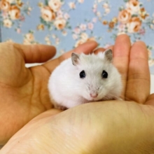 柔らか純白天使🤍パールホワイトハムちゃんです🤍´˘`*