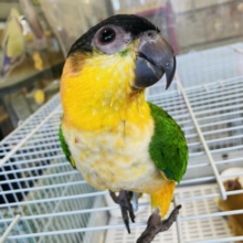 人が大好き❤︎ 楽しいこと大好き❤︎*ˊᵕˋ ベタ慣れズグロシロハラインコさん❤︎ ⁾⁾