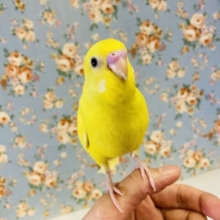 眩い天使ちゃん❤︎*ˊᵕˋ 手乗りセキセイインコ(ダブルファクタースパングル)さん💛