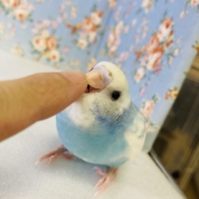 と~ってもかわいいよ🩵🤍手乗りセキセイインコ(ブルーパイド)さん🌟