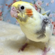 オカメインコ  パールパイド  🕊️🤍‎🧡‬