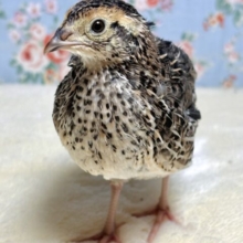 並ウズラ  中ビナ  🐥✨.ﾟ･*..☆