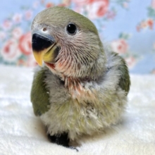 コザクラインコ  ダークグリーン  🌳🐦‎🧡‬