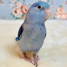 マメルリハ  ターコイズコバルトバイオレット  男の子  💠🫐