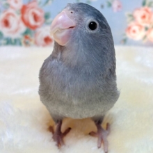 マメルリハ  ブラックモーブ  男の子  🖤･.｡*･.｡*
