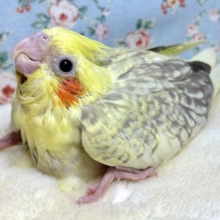 オカメインコ  シナモンパール  ☕*.+゜