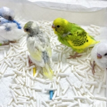 活発元気セキセイインコちゃんず来てます( ･θ･)🔆💪