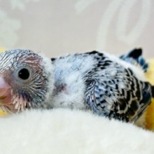 人気カラー💙セキセイインコ(ブルーオパーリン) 2024年9月生まれ