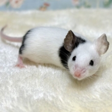 パンダマウス  女の子  🐼🐾🐭