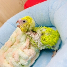 待たせたなっっっつ⭐️タケちゃんだよっ😎😎😎🎋　セキセイインコ　スパングル