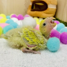 これがいわゆる👉👉『こざガオー』❣️ポーズ❣️ コザクラインコ　ゴールデンチェリー