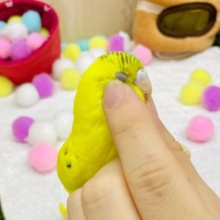 なれてるよ〜❣️キーちゃん💛👈焦点めがけて一直せ〜んっ🙌🙌🙌　セキセイインコ　ハルクイン