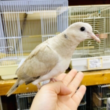 🪶とりあえず乗ってみるかな、、🐦🐦🐦　ジュズカケバト　