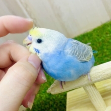 ちょぴっとビビリちゃん？⏪でも本当は甘えたい💗💓💓　セキセイインコ　レインボー