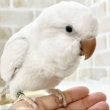 優しい子です🩶オキナインコ　（コバルトパリドオパーリン）