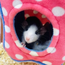 🐀🩷💓ひょっこりお顔！出してるよっ💓🩷👚👛🌸　ファンシーラット　ハスキー　女の子