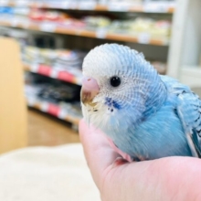【最新画像・動画更新🪄】元気いっぱい食いしん坊❤︎セキセイインコ（オパーリン）ヒナ