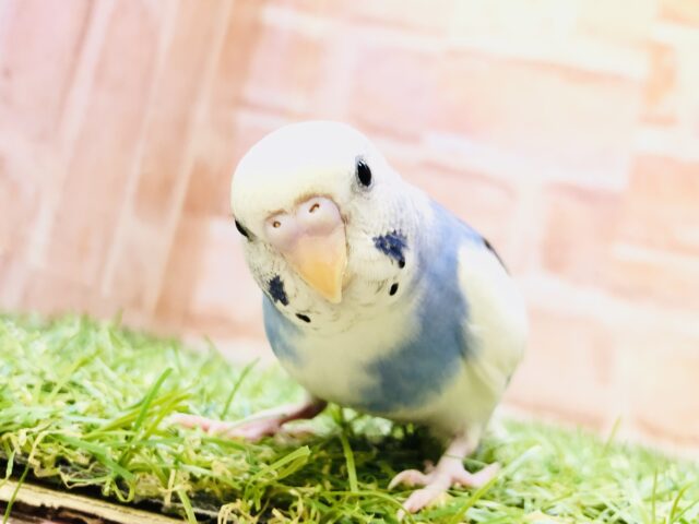 【最新画像更新☆☆】シャキーンとアピール上手☆ セキセイインコ 【最新画像更新☆☆】シャキーンとアピール上手☆ セキセイインコ