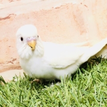 ぴったりな季節が近づいてきた？？　セキセイインコ