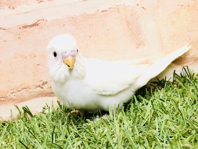 ぴったりな季節が近づいてきた?? セキセイインコ ぴったりな季節が近づいてきた?? セキセイインコ