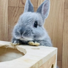 【動画更新🪄】もふもふぬいぐるみちゃん❤︎ネザーランドドワーフ（ブルーマーチン）