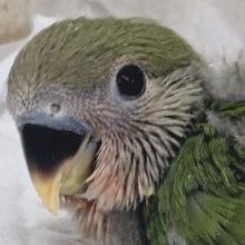 深緑安らぎカラー🌱 コザクラインコ(ノーマル)