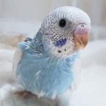 鮮やかスカイブルー⛅ セキセイインコ(パイド))