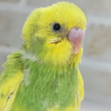 フレッシュツートン🍋🍈 セキセイインコ(スパングルパイド)