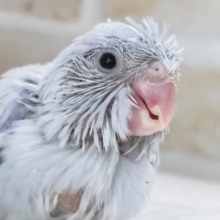 レアカラーさん再び～🫧 マメルリハインコ(コバルトダイリュート)男の子