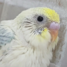 ちょっぴりクリームが美味～🌈 セキセイインコ(パステルレインボーパイド)